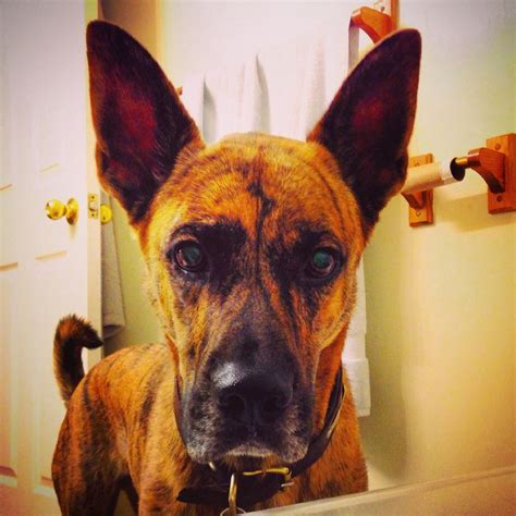 In addition, they come in an array of colors, including gray, black, red, sable, cream, and fawn. . Malinois boxer mix
